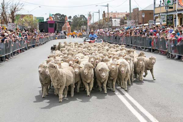 Irish Woolfest Road Closures and lifting of Alcohol Free Zone