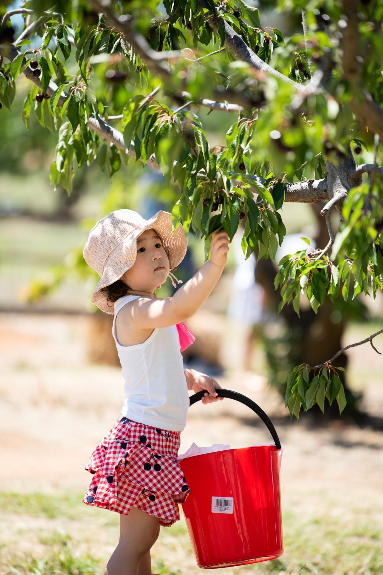 Abundance of cherries for Hilltops