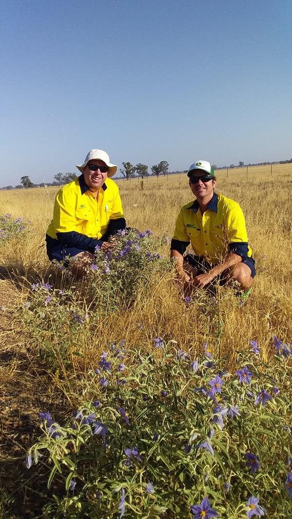 Farmers, it’s time to spray your Silverleaf Nightshade