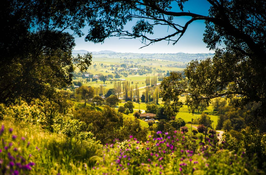 Replacement of Poplars and road improvements – Riverside Drive Jugiong