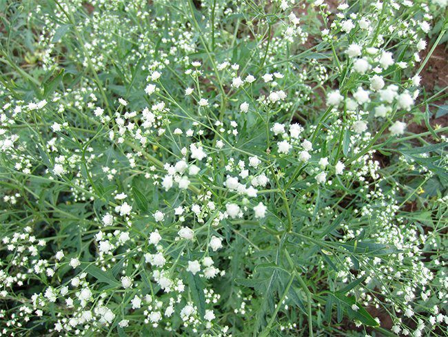 Parthenium Weed moves south