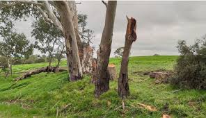 Council urges responsible collection of firewood