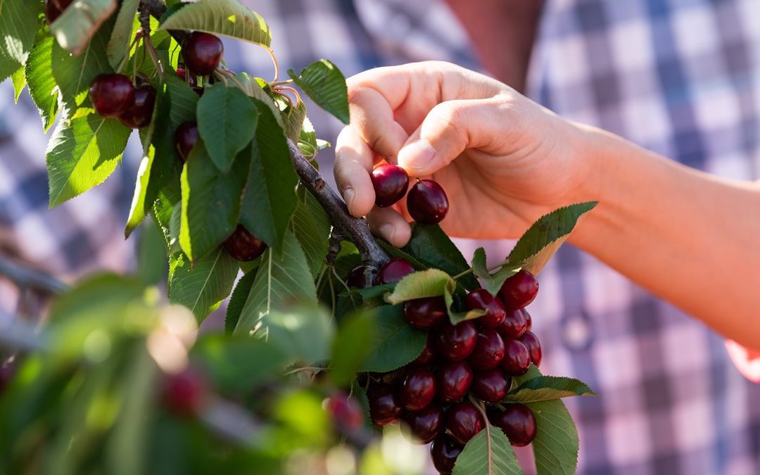 Cherry Fever hits Hilltops