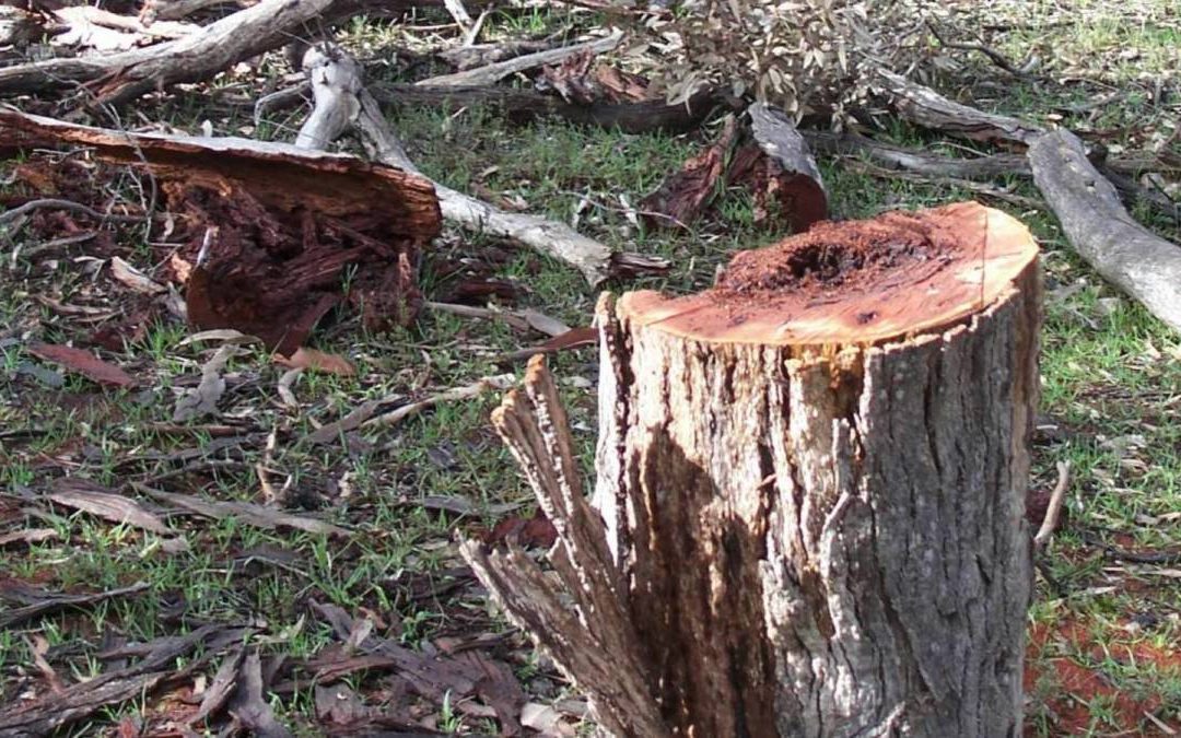 Council urges responsible collection of firewood