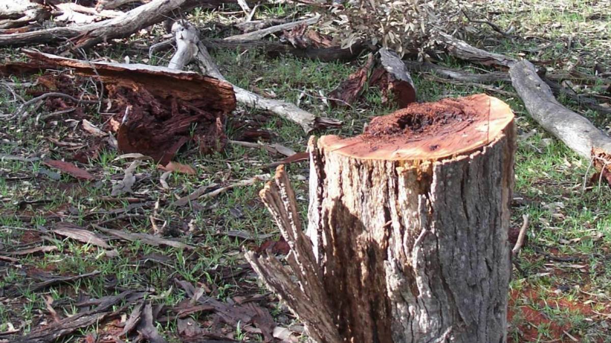 Council urges responsible collection of firewood